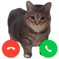 Play Call the cat Oia Oia: Clicker