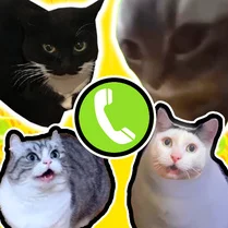 Play Call Meme Cats - Jeu de mathématiques gratuit