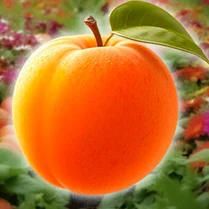 Play Plant Vegetables: 2048!