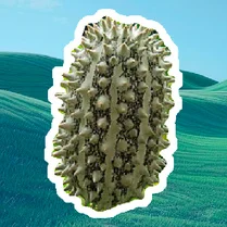 Play Wild Cucumber: Fusion
